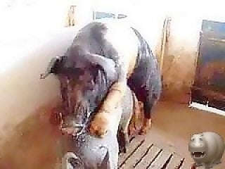 Free Zoo Porn