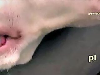 ZooY