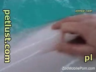 Dude's playful hands pleasuring a dolphin dick big time