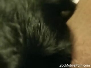 POV zoophile oral scene with intense action in HD