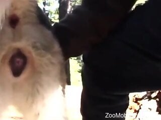 Man fucks furry animal in outdoor perversions