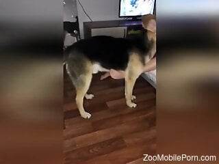 Blonde beauty fools around with her dog in sexy perversions