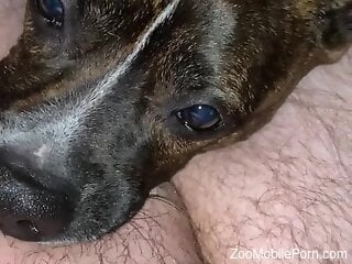 Dog engulfs man's hefty dick in generous closeup kinks